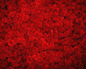 Rosen Hintergrund Rosen Hintergrund"